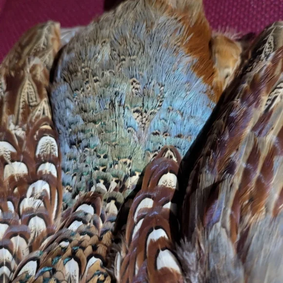 Colorful Taxidermy Pheasant With Tail Wall Mount Flat Display - Picture 5 of 8